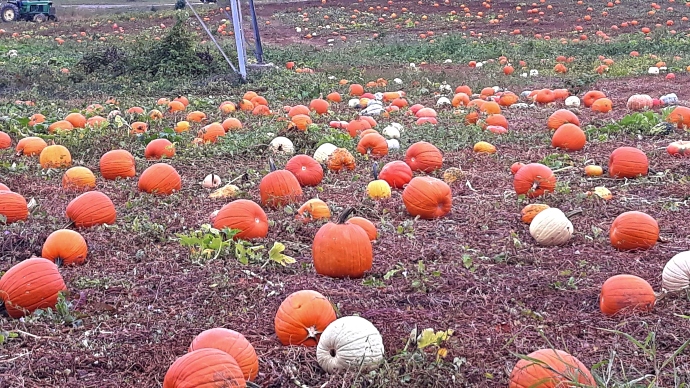 Pumpkin Patches in Richmond VA - Gallmeyer Farms