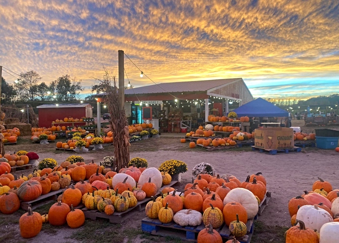 pumpkin patch in Chesapeake VA - Hickory Ridge Farm