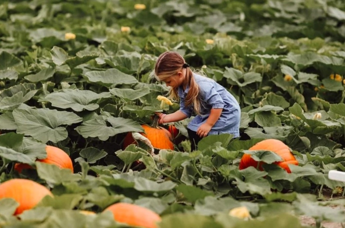 Best pumpkin patches in Virginia - Historic Greenbrier Farms