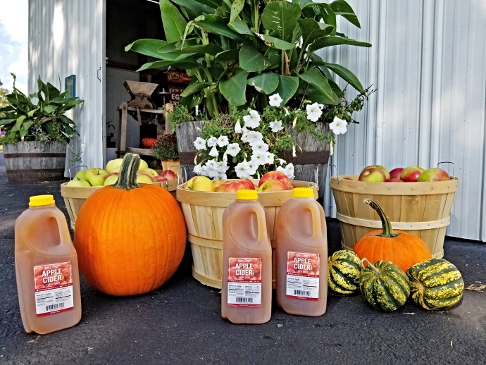 apple picking in Nashville TN - Morning Glory Orchard