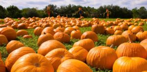Pumpkin Patches in VA