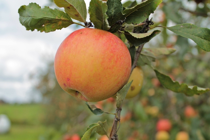 Nashville apple orchard - Shade Tree Farm & Orchard
