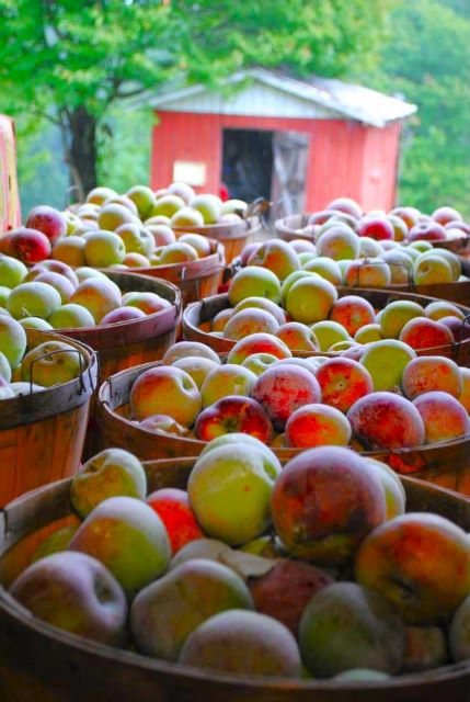 apple orchard in TN - Wheeler's Orchard