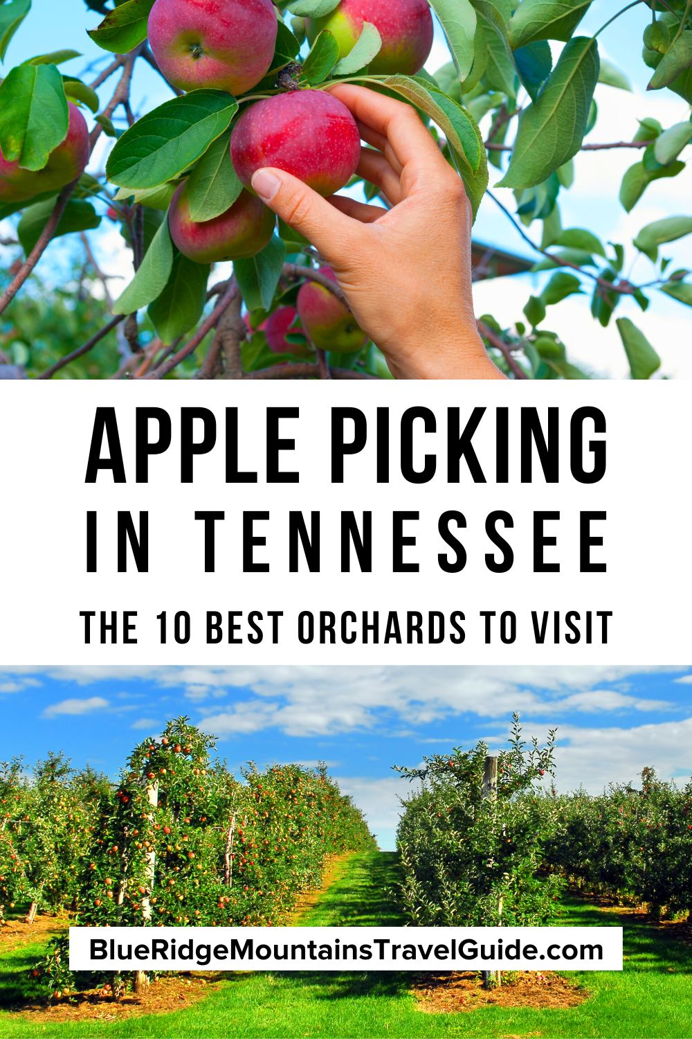 The 10 Best Apple Orchards in Tennessee for Apple Picking with Apple Orchards near Gatlinburg/Pigeon Forge, Knoxville, Nashville and Chatanooga. | apple barn in pigeon forge tn | apple barn in gatlinburg | apple orchard in tennessee | apple orchards in tn | apple orchard in tn | orchard in knoxville | apple barn in tennessee | apple barn in tn | apple picking in nashville | apple barn in sevierville tennessee | apple barn in pigeon forge tn | nashville apple orchard | apple orchard in cosby tn |