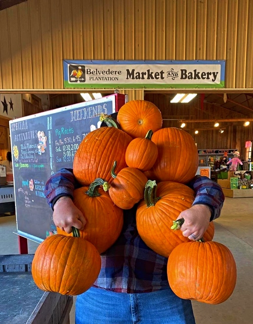 pumpkin patch in Fredericksburg VA - Belvedere Plantation