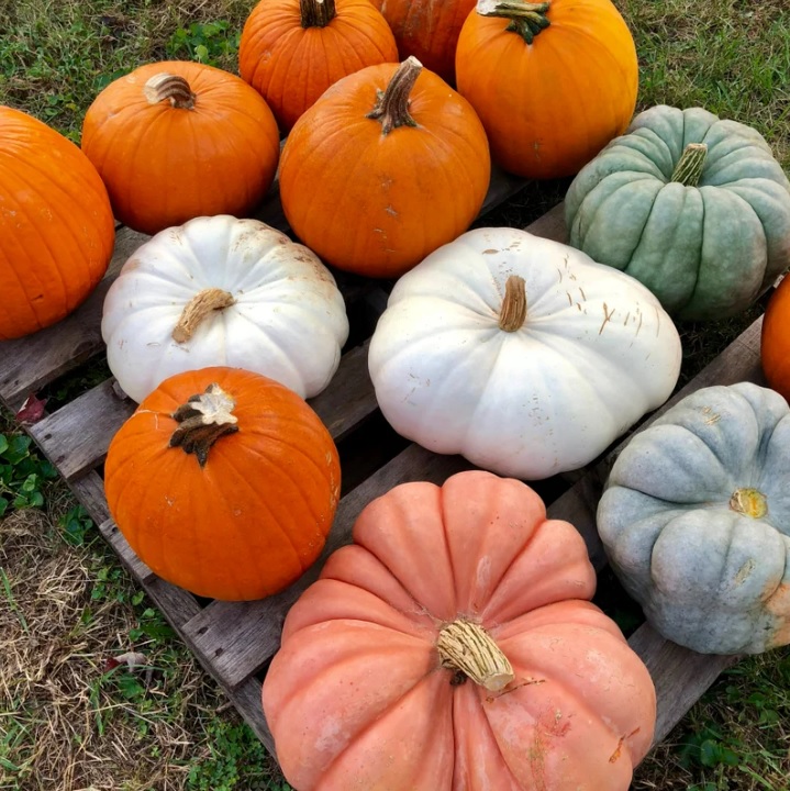 pumpkin patch in richmond