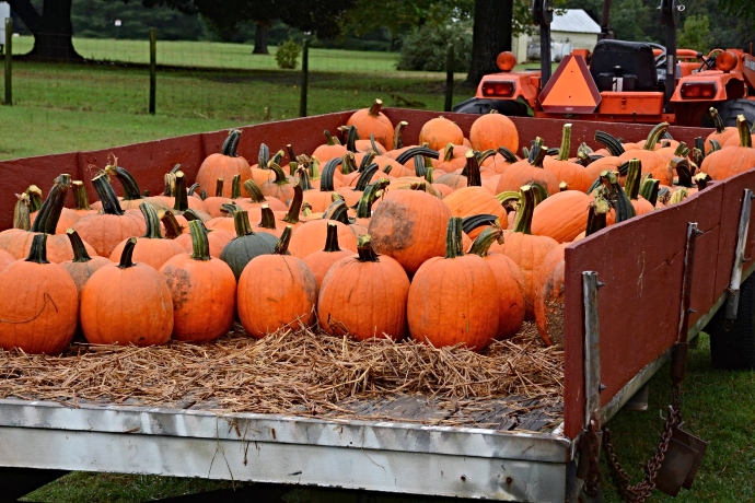 Richmond pumpkin patches