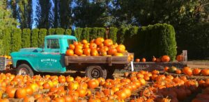 Pumpkin Patches in TN