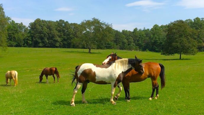 Willow Pond Stables near Asheville NC