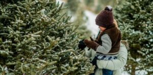 Best Tennessee Christmas Tree Farms