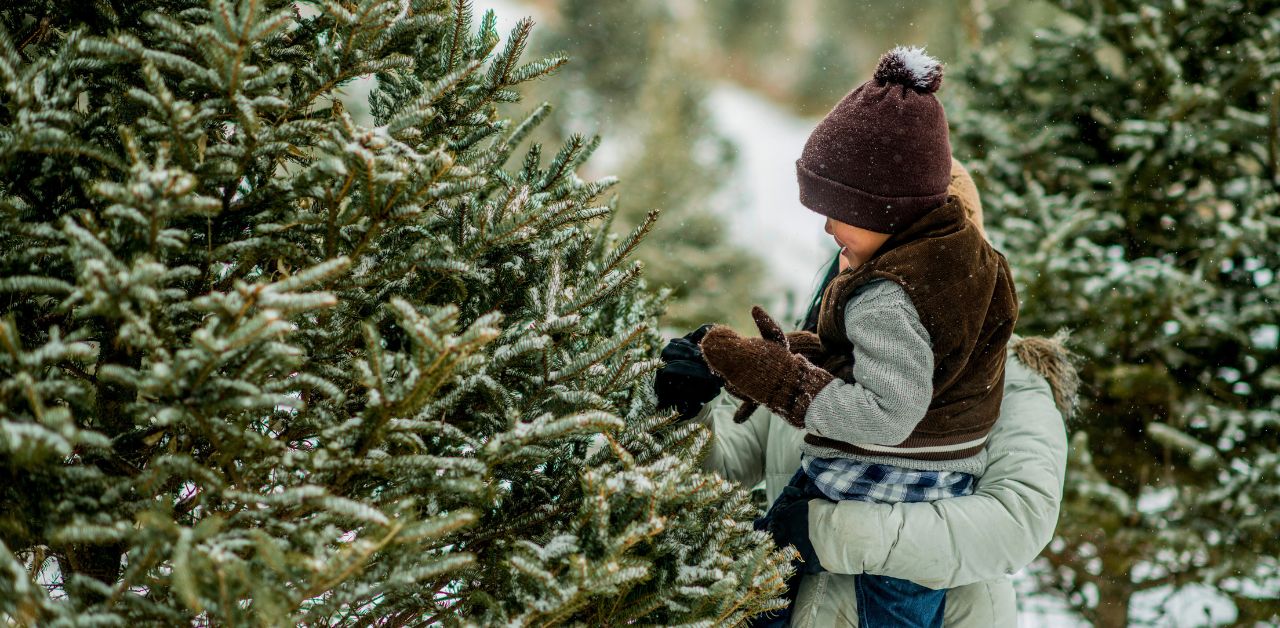 The 10 Best Christmas Tree Farms In Tennessee (2023) - Blue Ridge ...