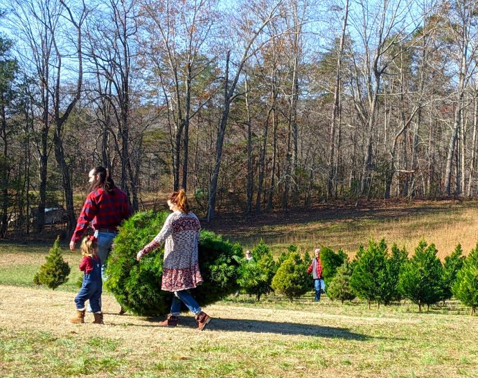 The 10 Best Christmas Tree Farms in Tennessee (2023)