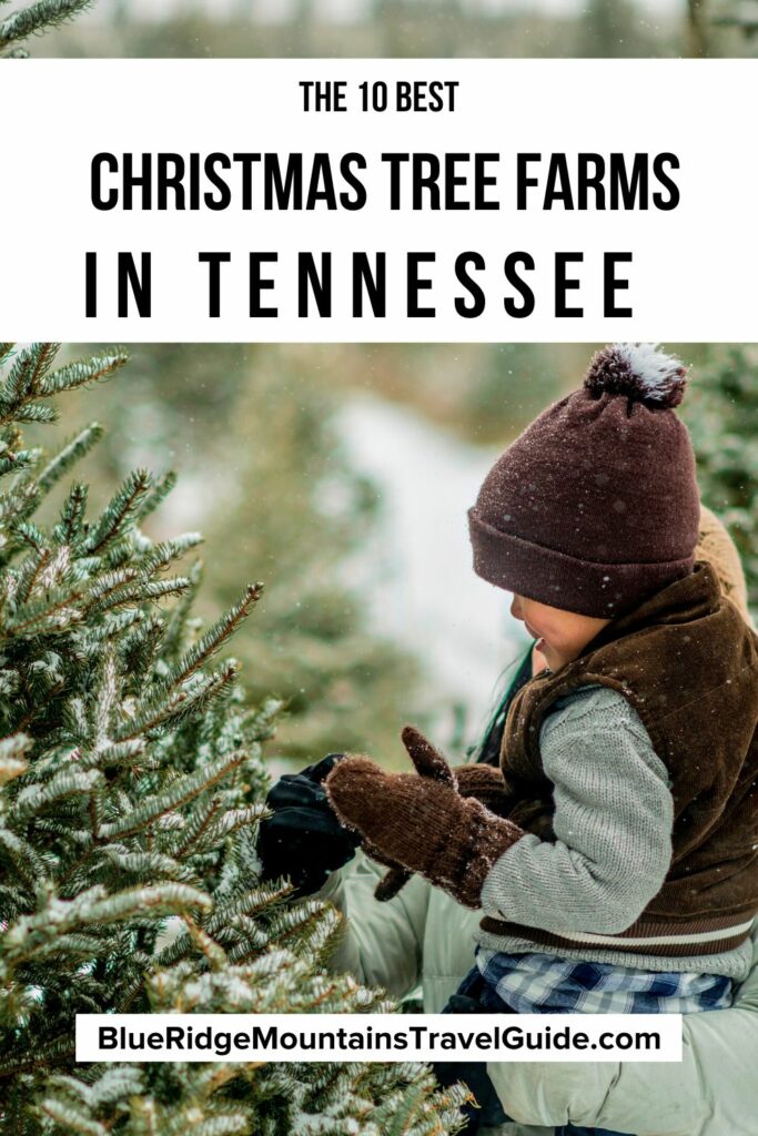 The 10 Best Christmas Tree Farms in Tennessee (2023) Blue Ridge