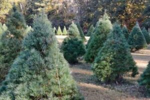 Christmas tree farms in Richmond VA - Windy Knoll Tree Farm