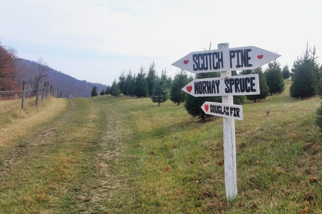 10 Festive Things to Do in Shenandoah Valley VA for Christmas Blue