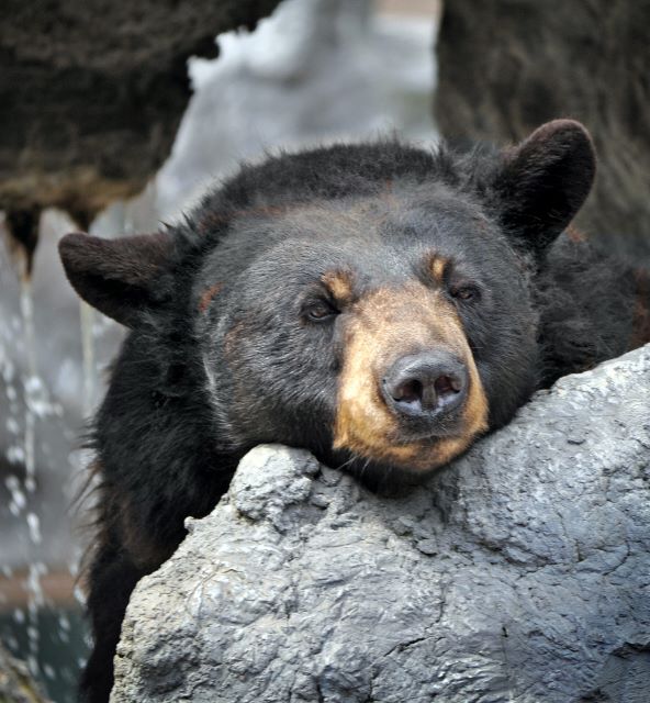 Wildlife Habitat Black Bear Tennessee Ober Mountain
