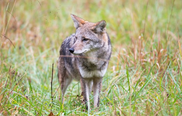 Coyote in Great Smoky Mountains National Park