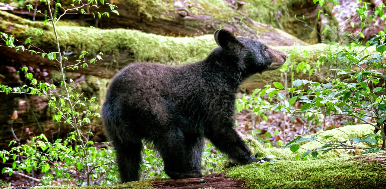 Young Smoky Mountains Bear in Springtime