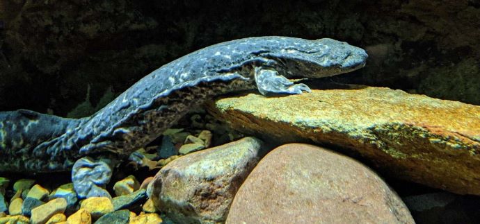 Hellbender Salamander North Carolina