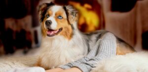 Pet Friendly Cabins in Blue Ridge GA