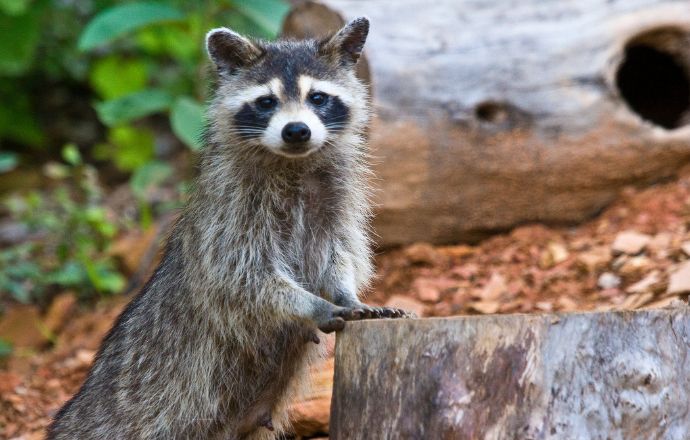 smoky mountain wildlife - Racoon