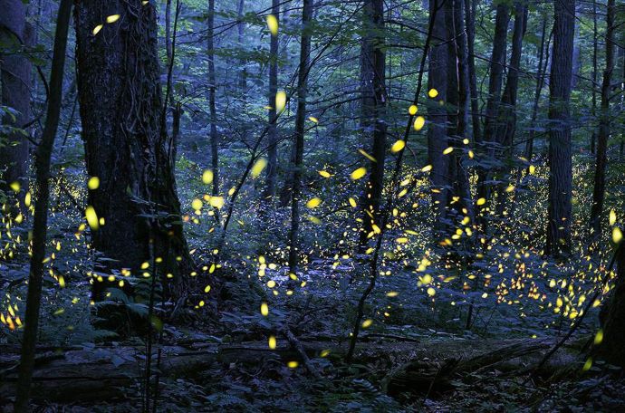Synchronous Fireflies Great Smoky Mountains National Park