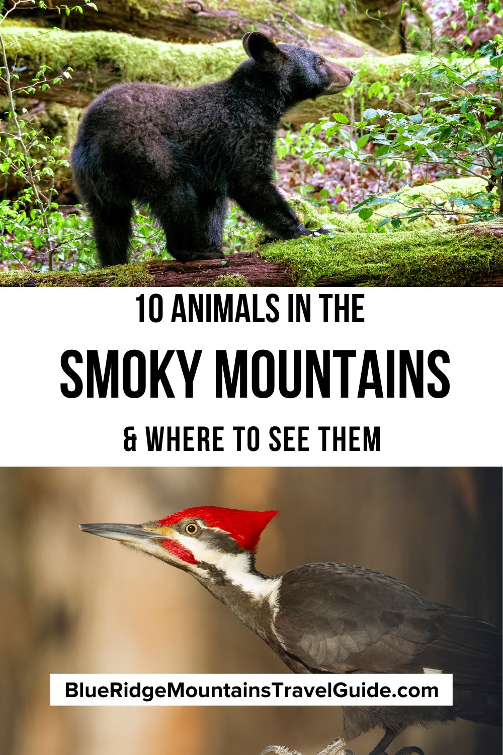 10 Animals in the Smoky Mountains (& Where to See Them) including Black Bears, Elk, Synchronous Fireflies, Birds, Salamanders & more! | dangerous animals in the smoky mountains | wildlife in the smoky mountains | great smoky mountains animals | great smoky mountains national park animals | great smoky mountains wildlife | smoky mountain wildlife | smoky mountains animals | smoky mountain animals | wild animals of tennessee | native animals of tennessee |