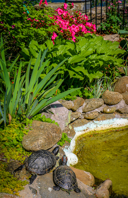 Turtles in the Flower Garden at the Blowing Rock in Blowing Rock NC