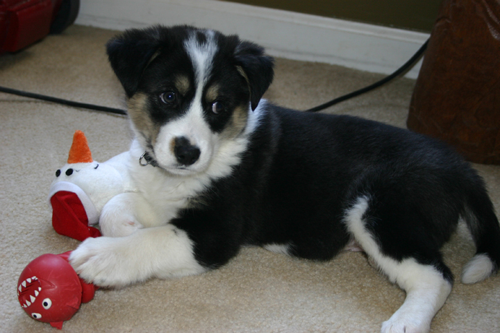 Huckleberry as a puppy in 2008