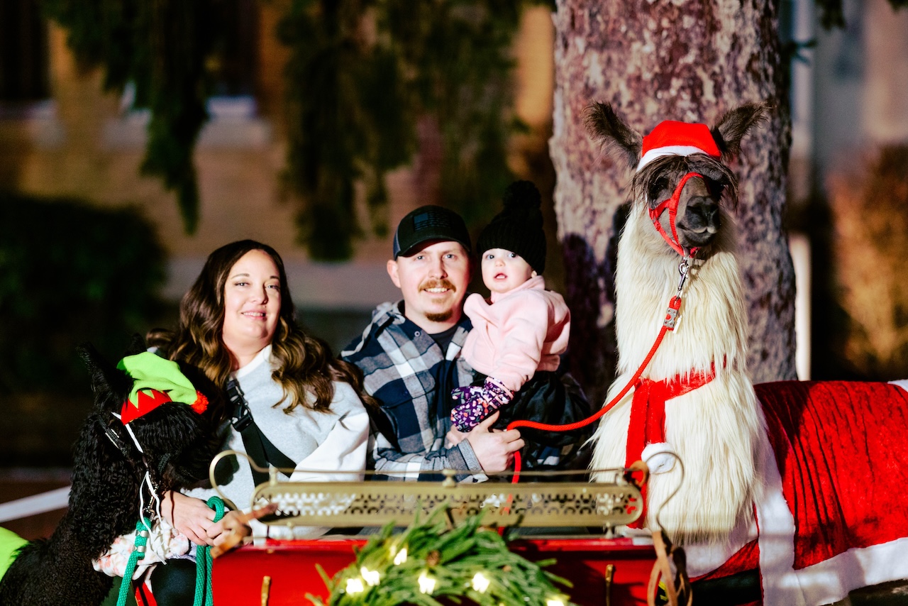 Holiday Llamas in Hendersonville NC