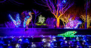 Winter Lights at North Carolina Arboretum in Asheville NC