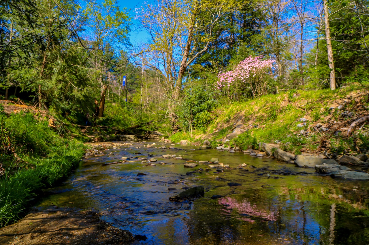 Reed Creek at Asheville Botanical Gardens in Asheville NC