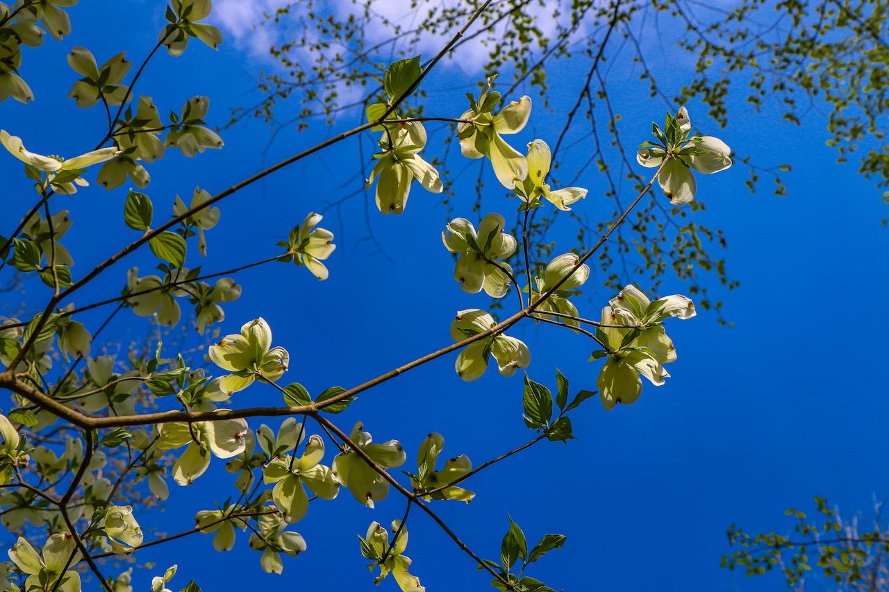 Dogwood Tree at Asheville Botanical Gardens in Asheville NC