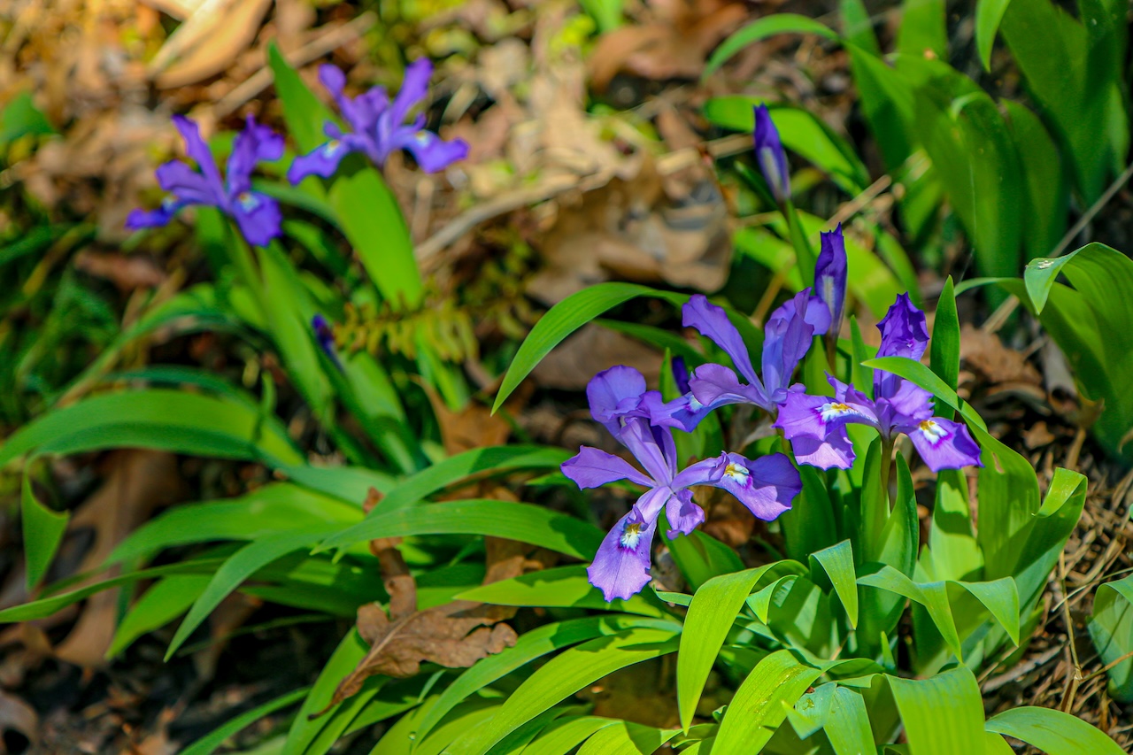 Dwarf Crested Iris at Asheville Botanical Garden in Asheville NC