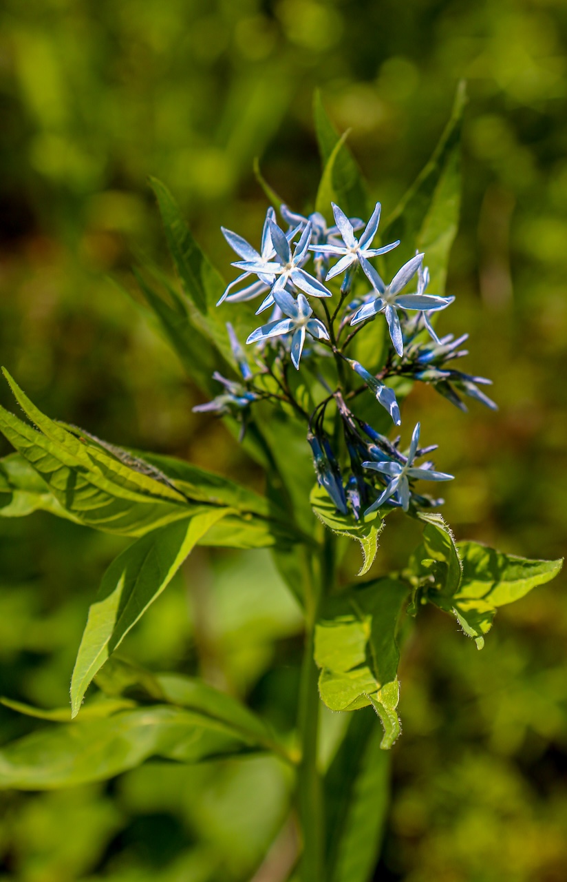 Eastern Bluestar at Asheville Botanical Garden in Asheville NC