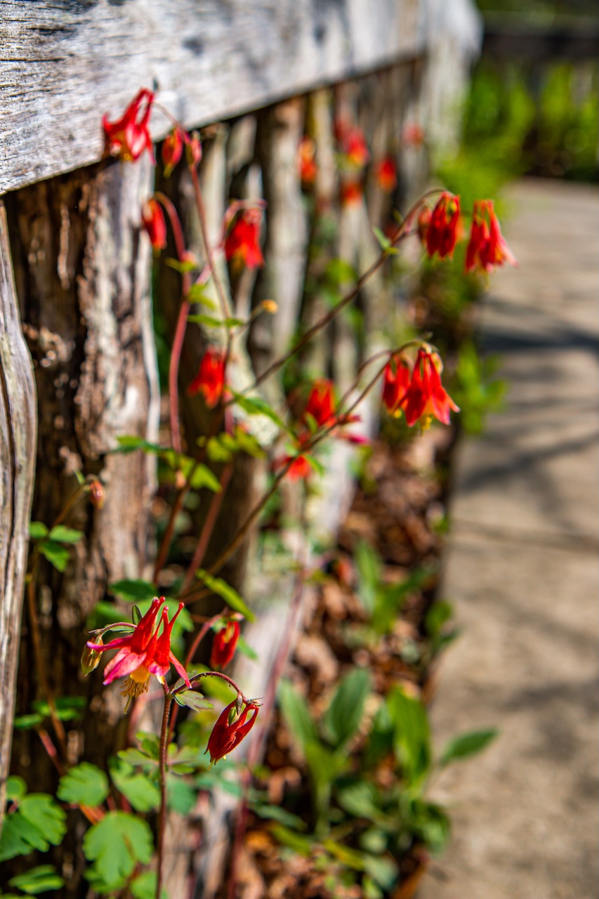 Eastern Red Columbine Path at Asheville Botanical Gardens in Asheville NC