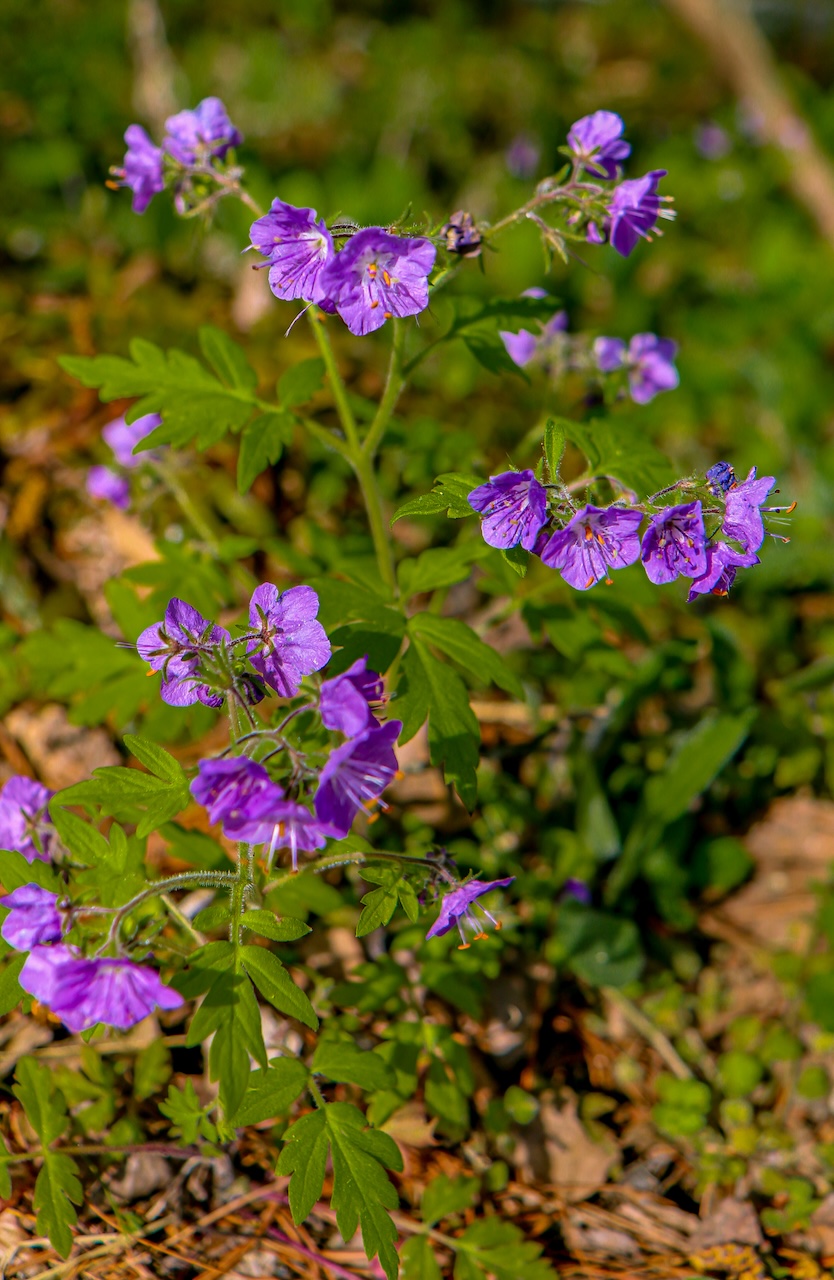 Fernleaf Scorpion Weed at Asheville Botanical Gardens in Asheville NC