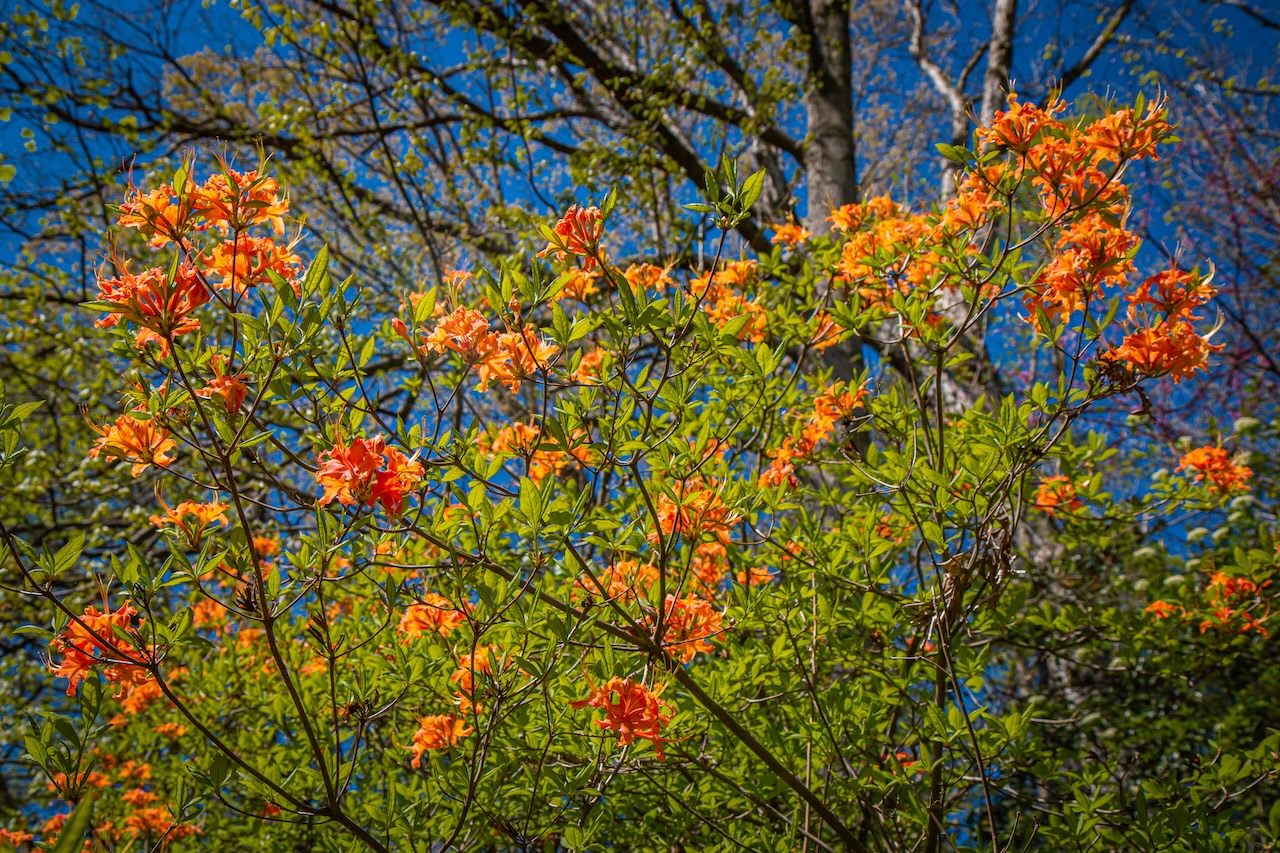 Flame Azalea at Asheville Botanical Garden in Asheville NC