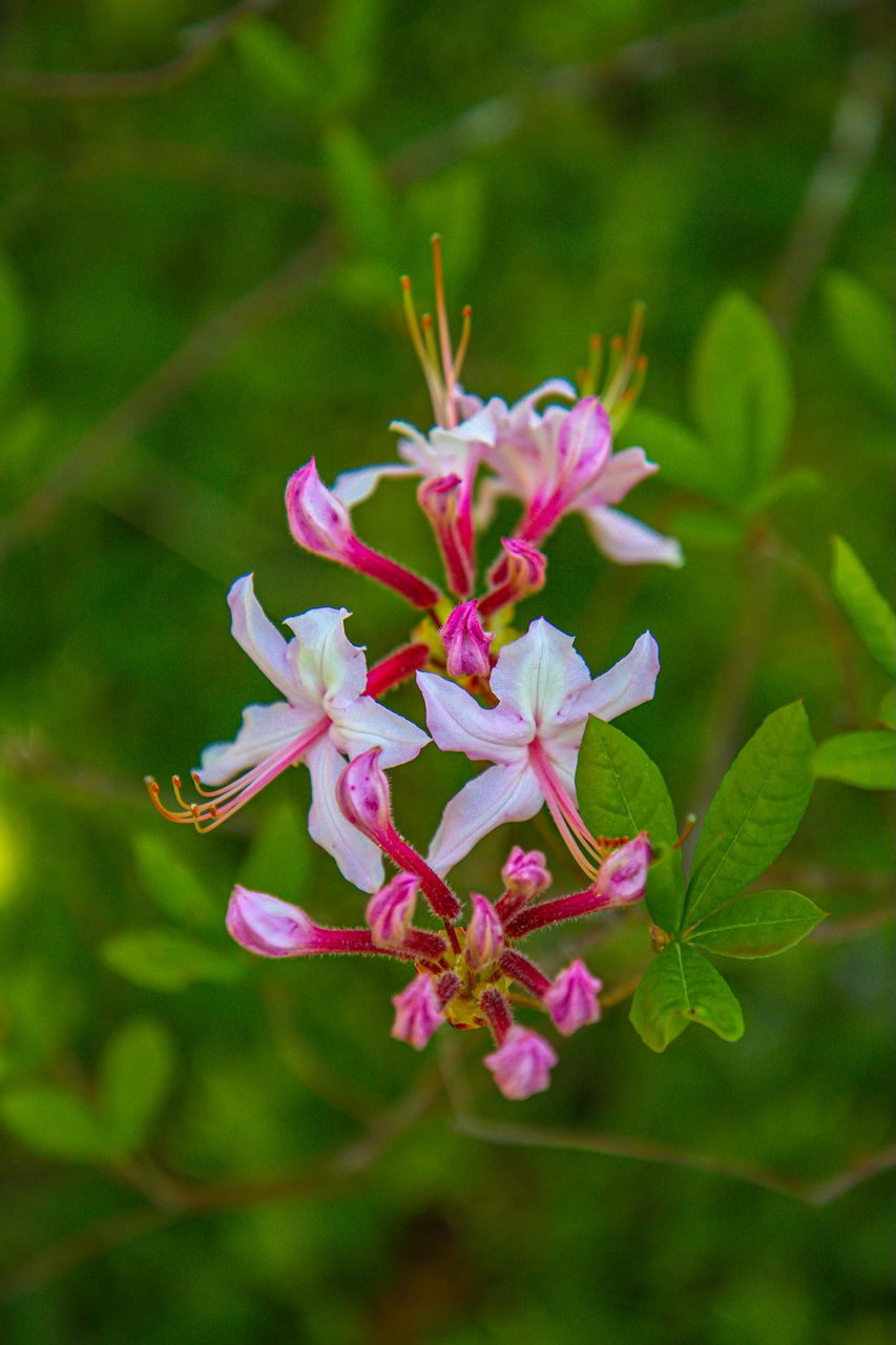 Pinxter Azalea-Wild Honeysuckle at Asheville Botanical Gardens in Asheville NC