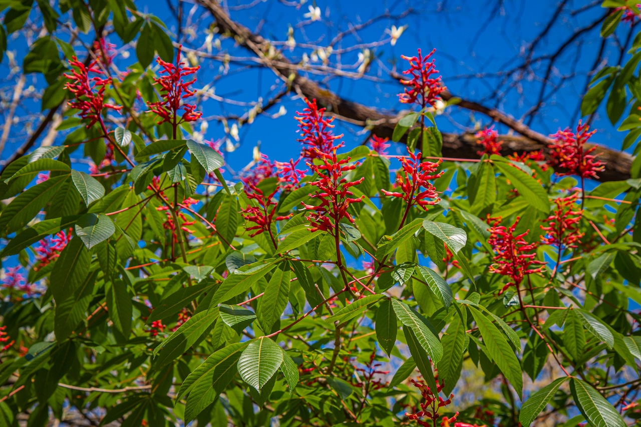 Red Buckeye at Asheville Botanical Garden in Asheville NC