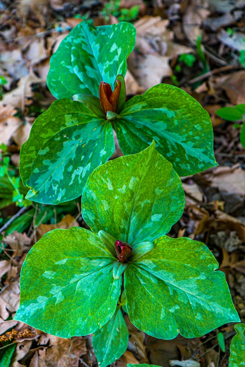 Red Trillium at Asheville Botanical Gardens in Asheville NC