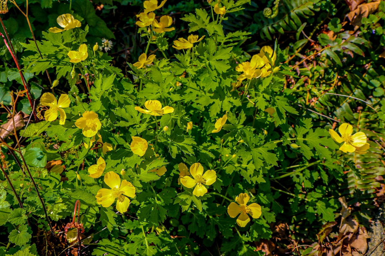 Yellow Water Buttercup at Asheville Botanical Garden in Asheville NC