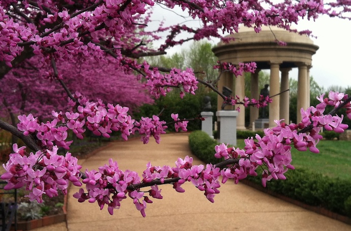 Redbuds in the Reynolds Garden at National D-Day Memorial in Bedford VA